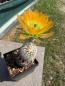 Preview: Echinocereus ctenoides
